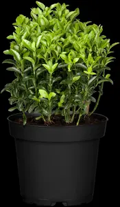 euonymus jap. 'microphyllus' P9 - afbeelding 5