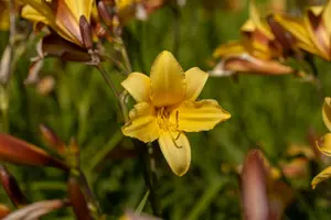 hemerocallis middendorffii P9