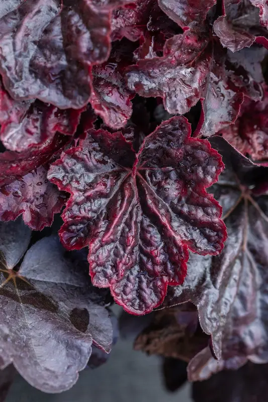 heuchera hybr. 'midnight rose'® P9 - afbeelding 4