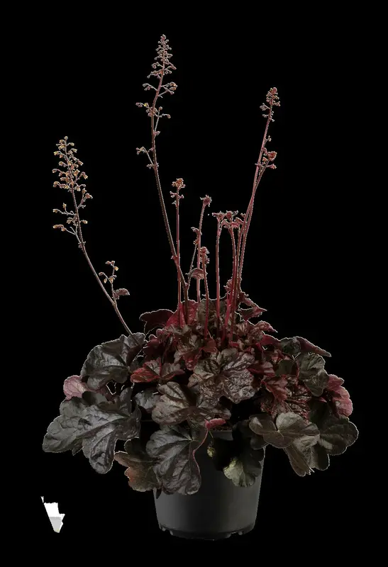 heuchera hybr. 'midnight rose'® P9 - afbeelding 2