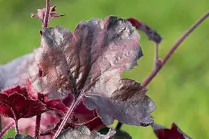 heuchera hybr. 'midnight rose'® P9 - afbeelding 4