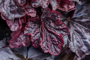 heuchera hybr. 'midnight rose'® P9 - afbeelding 3