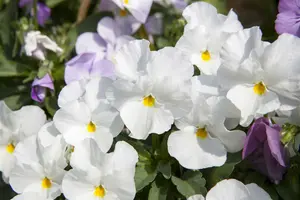 viola corn. 'milkmaid' P9