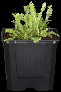 achillea millefolium P9 - afbeelding 5