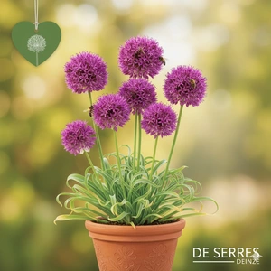Allium senescens 'Millenium' C3