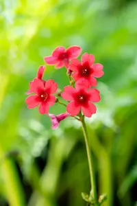 primula jap. 'miller's crimson' P9 - afbeelding 2