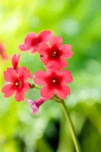 primula jap. 'miller's crimson' P9 - afbeelding 2