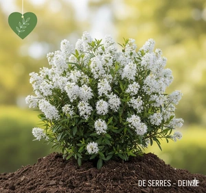 Ceanothus thyrsiflorus 'Millerton Point' C (25- 30)