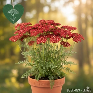 Achillea millefolium 'Milly Rock Red' P11