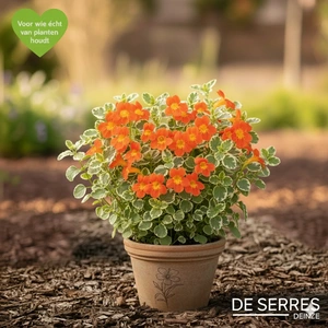 Mimulus cupreus 'Orange Glow' P9