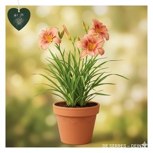 Hemerocallis 'Mini Pearl' P11