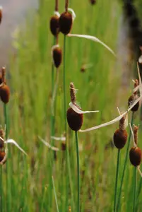 typha minima P9