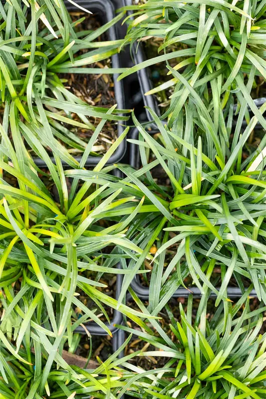 ophiopogon jap. 'minor' P9 - afbeelding 3