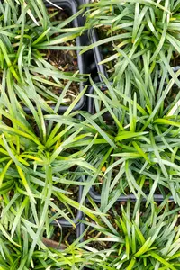 ophiopogon jap. 'minor' P9 - afbeelding 3
