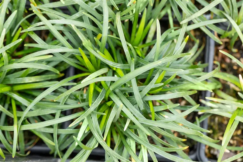 ophiopogon jap. 'minor' P9 - afbeelding 2