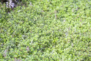 thymus praecox 'minor' P9 - afbeelding 3