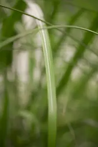 miscanthus giganteus (florid./japon.) C3 - afbeelding 5
