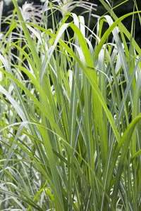 miscanthus giganteus (florid./japon.) C3 - afbeelding 2