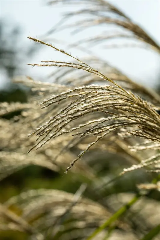 miscanthus giganteus (florid./japon.) C3 - afbeelding 5