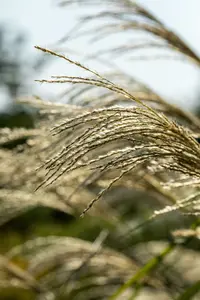 miscanthus giganteus (florid./japon.) C3 - afbeelding 5