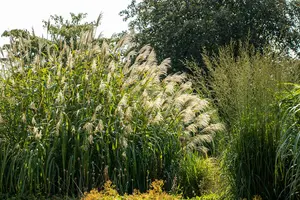miscanthus giganteus (florid./japon.) C3 - afbeelding 4