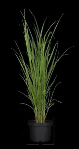 miscanthus giganteus (florid./japon.) C3 - afbeelding 3
