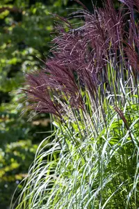 Miscanthus sin. 'Ard's Angel' P9