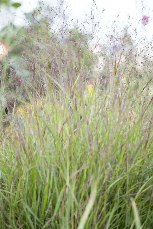 Miscanthus sin. 'Boucle' P9 - afbeelding 4