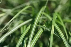 Miscanthus sin. 'Cabaret' P9 - afbeelding 1