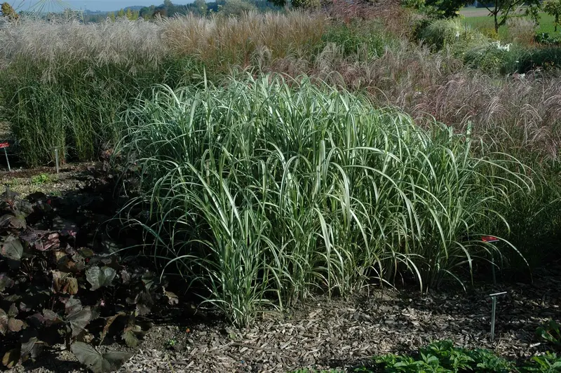 Miscanthus sin. 'Cabaret' P9 - afbeelding 4