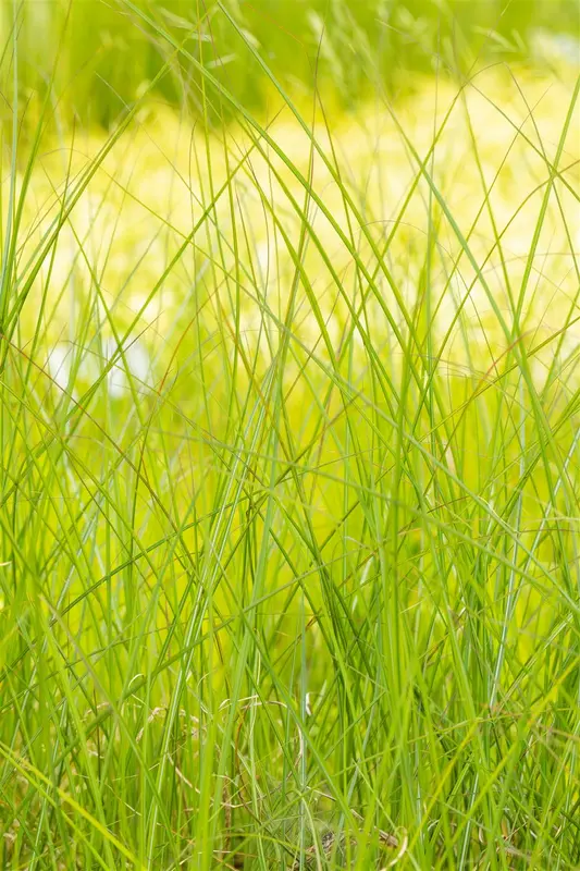 Miscanthus sin. 'Gracillimus' C35 - afbeelding 3