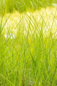 Miscanthus sin. 'Gracillimus' C35 - afbeelding 3