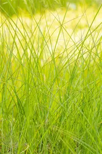 Miscanthus sin. 'Gracillimus' C35 - afbeelding 5