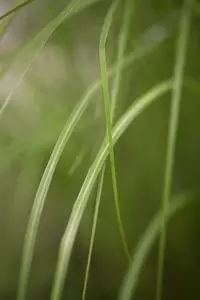 Gracillimus - afbeelding 6