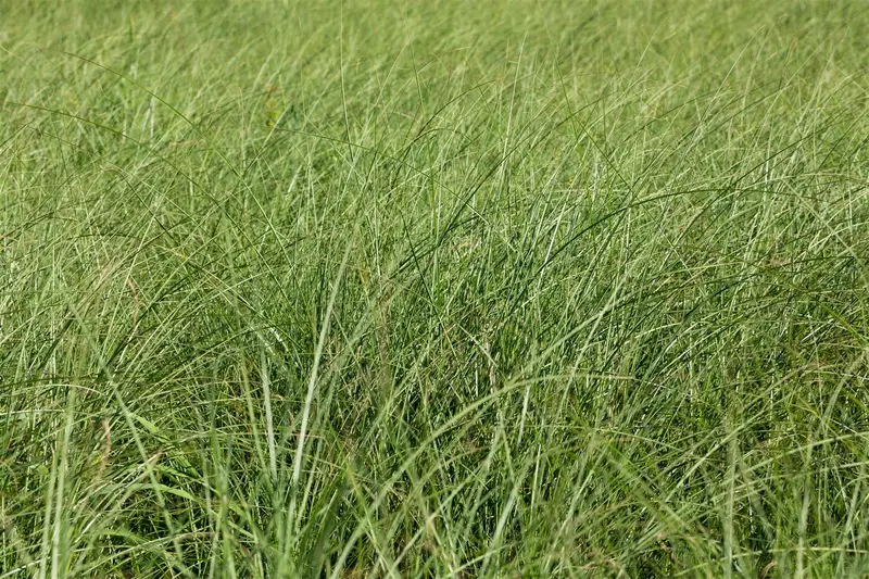 Gracillimus - afbeelding 9