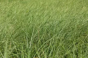 Gracillimus - afbeelding 9