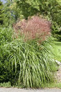 Miscanthus sin. 'Grosse Fontäne' P9