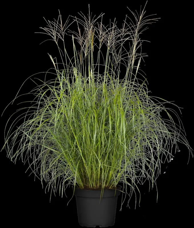 Miscanthus sin. 'Hermann Müssell' P9 - afbeelding 1