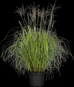 Miscanthus sin. 'Hermann Müssell' P9 - afbeelding 1