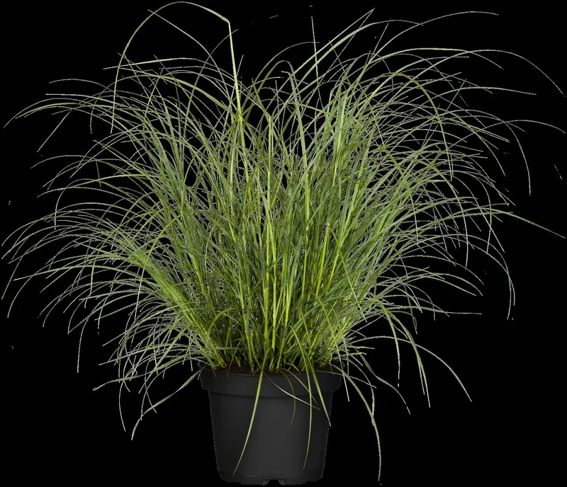 Miscanthus sin. 'Hermann Müssell' P9 - afbeelding 2