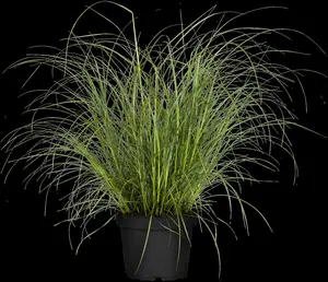 Miscanthus sin. 'Hermann Müssell' P9 - afbeelding 2