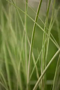 Kleine Silberspinne - afbeelding 2