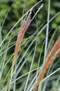 Kleine Silberspinne - afbeelding 4
