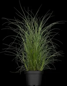 Kleine Silberspinne - afbeelding 5