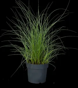 Kleine Silberspinne - afbeelding 5