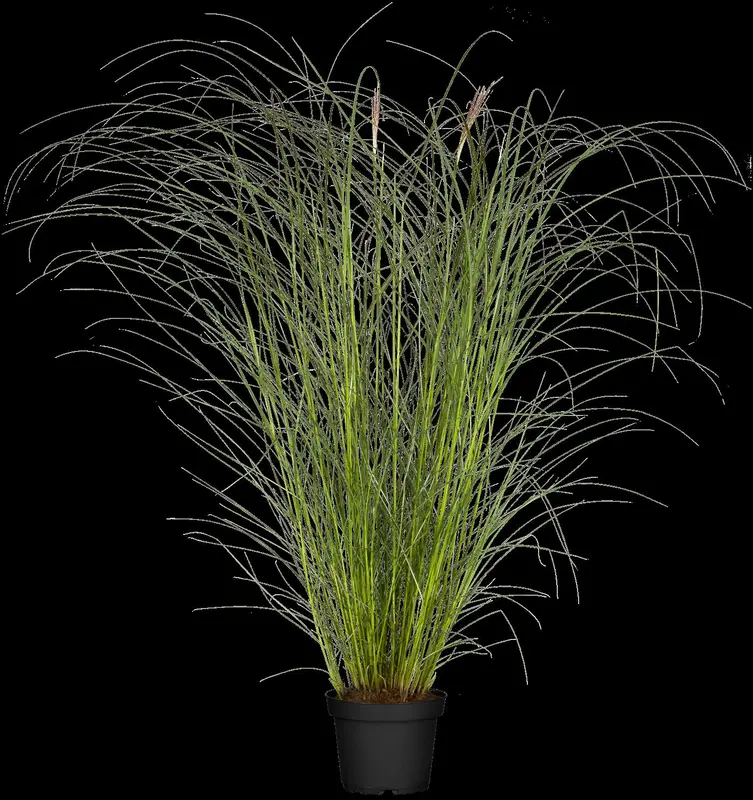 Kleine Silberspinne - afbeelding 3