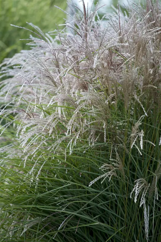 Miscanthus sin. 'Navajo'® P9 - afbeelding 1