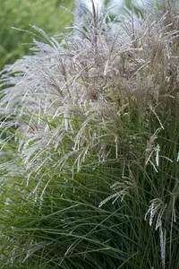 Miscanthus sin. 'Neil Lucas' P9 - afbeelding 1