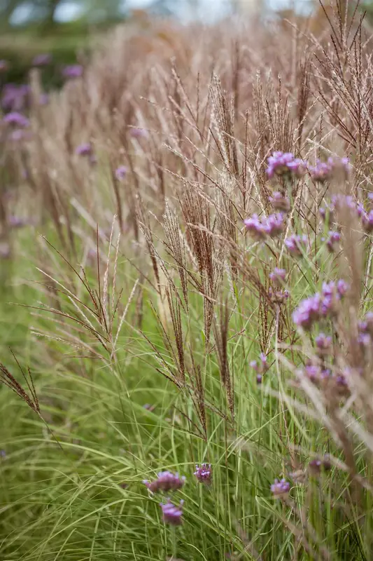 Miscanthus sin. 'Pink Cloud'® P9 - afbeelding 2