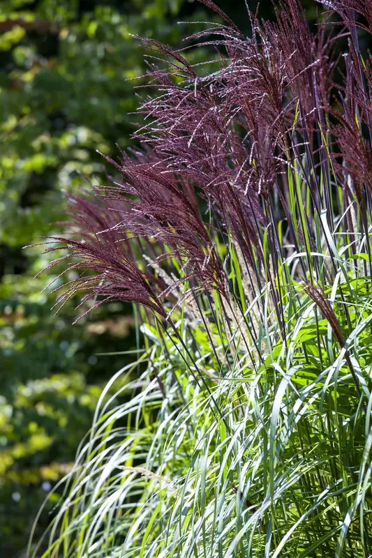 Miscanthus sin. 'Rotfeder' P9